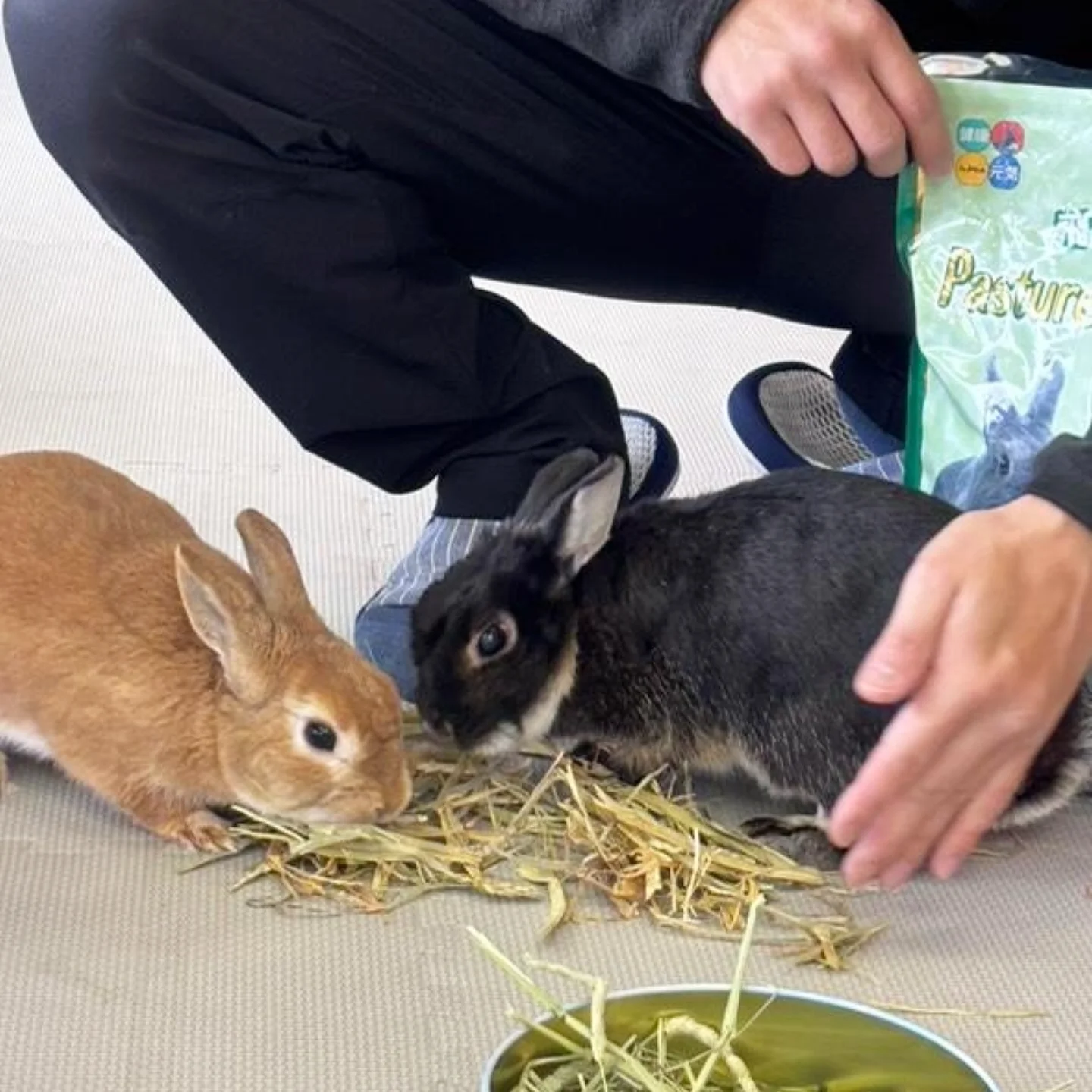うさぎとの触れ合い
